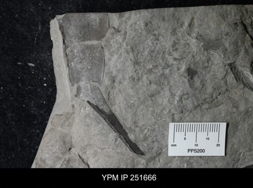 Eurypterus lacustris