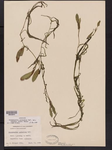 Potamogeton epihydrus var. ramosus