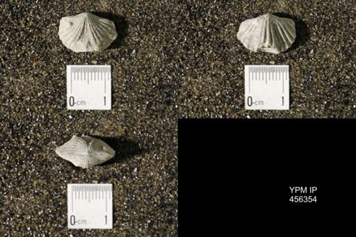 Platystrophia biforata
