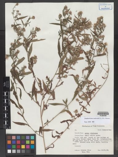 Symphyotrichum tradescantii