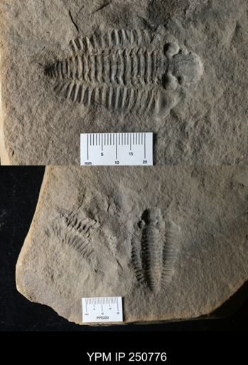 undet. Calymenidae