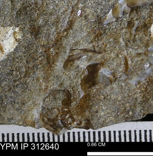 undet. Mollusca