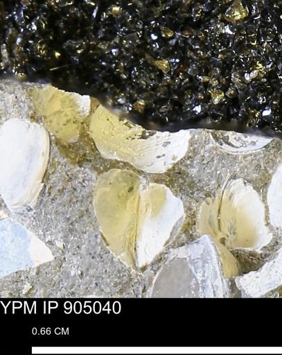 undet. Bivalvia