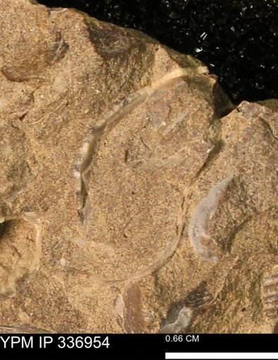 undet. Bivalvia
