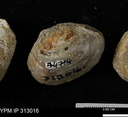 Corbicula