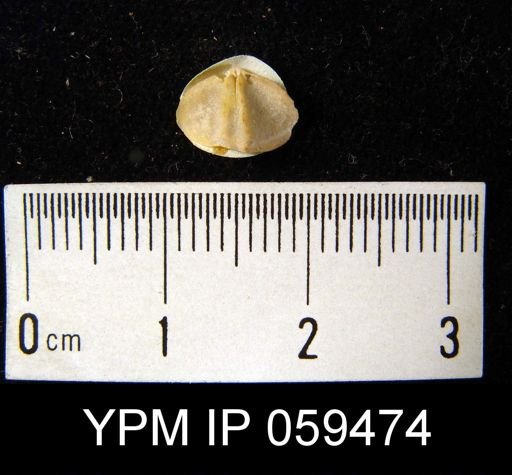 Pentagonia unisulcata