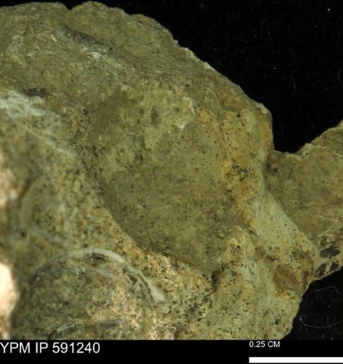 undet. Bivalvia