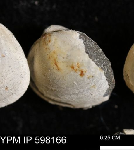 Limopsis striatopunctatus