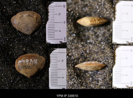 Mactra nitidula