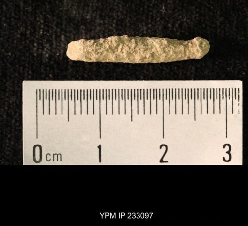 Archaeocidaris sp.