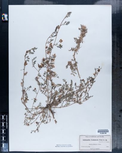 Astragalus