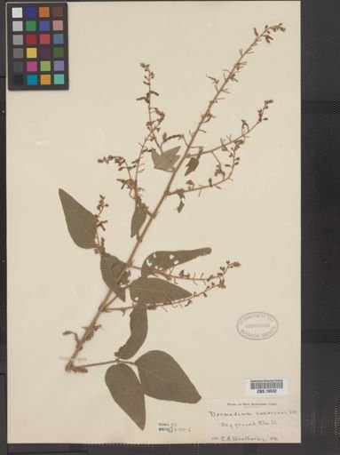 Desmodium canescens