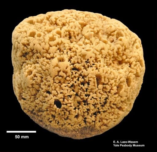 Hippospongia