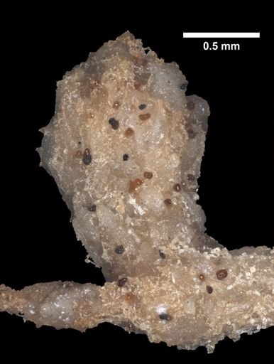 Dasygorgia spiculosa