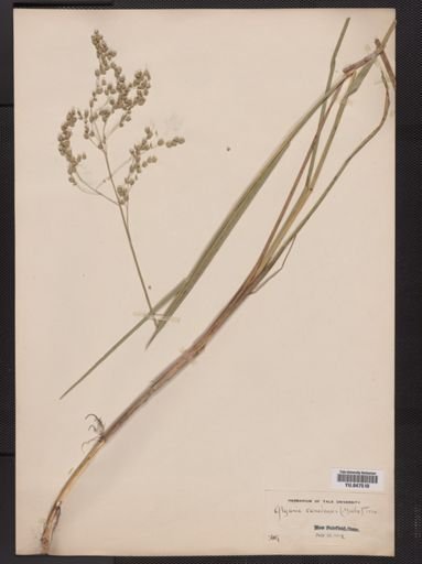Glyceria canadensis