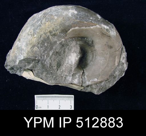 Vestinautilus