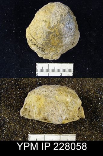 Juresania symmetrica