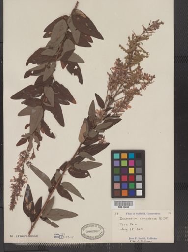 Desmodium canadense