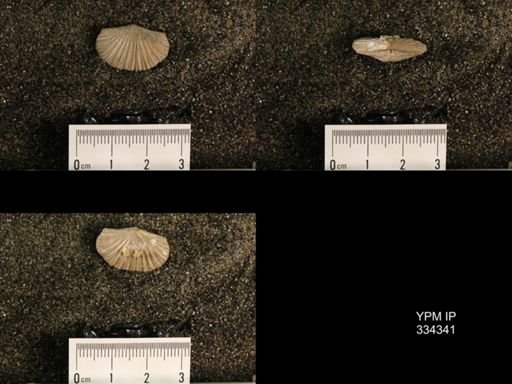 Plectorthis triplicatella