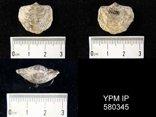 Desquamatia sp.