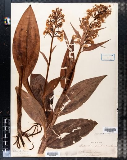 Habenaria fimbriata