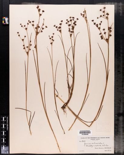Juncus articulatus