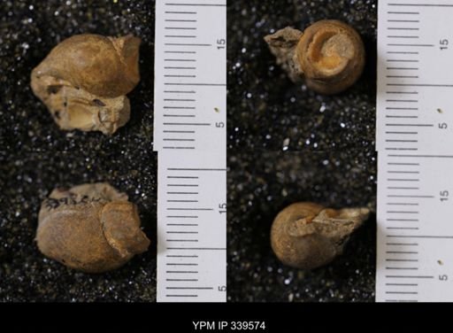 Fasciolaria?