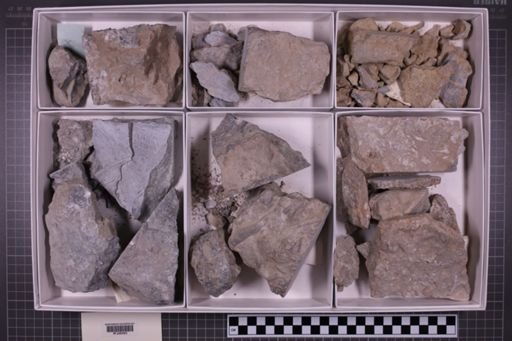 mixed taxa, stratigraphic collection