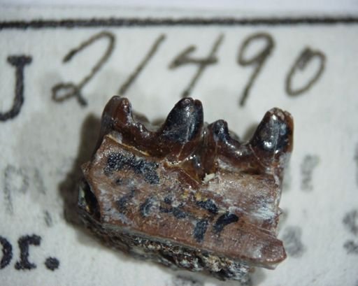 Myrmecoboides arenarius