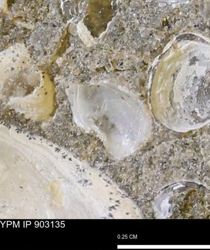 undet. Mollusca