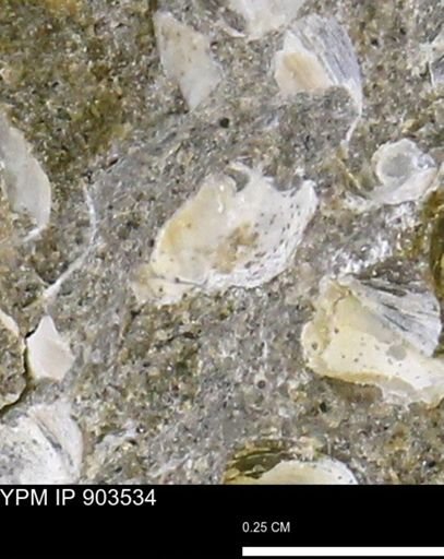 undet. Bivalvia