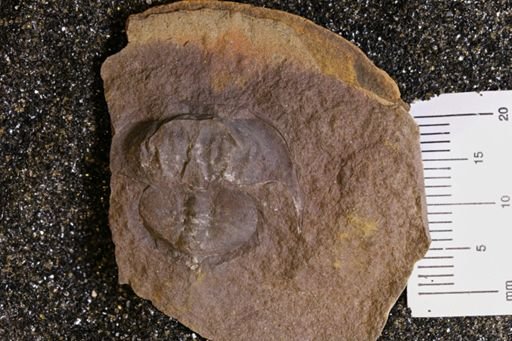 Euproops danae