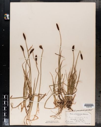 Carex scirpoidea