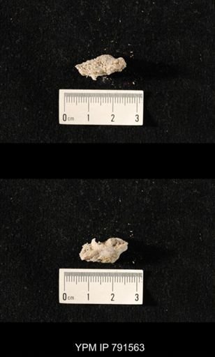undet. Bryozoa