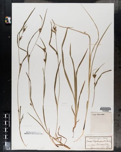 Carex oligocarpa