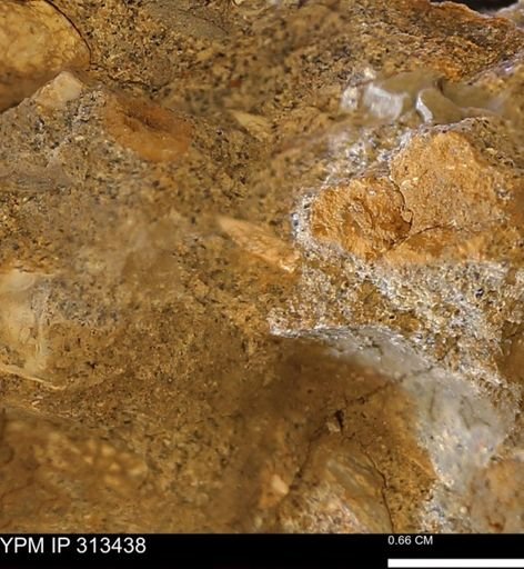 Corbicula sp.