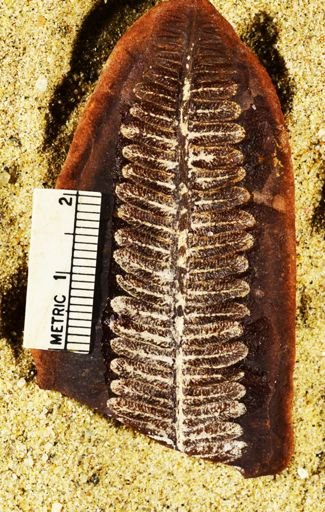 Pecopteris lamurensis