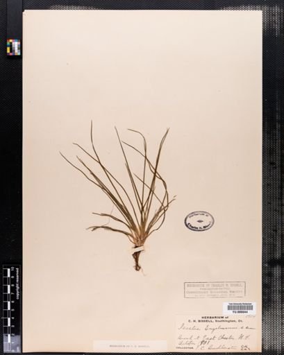 Isoetes engelmannii