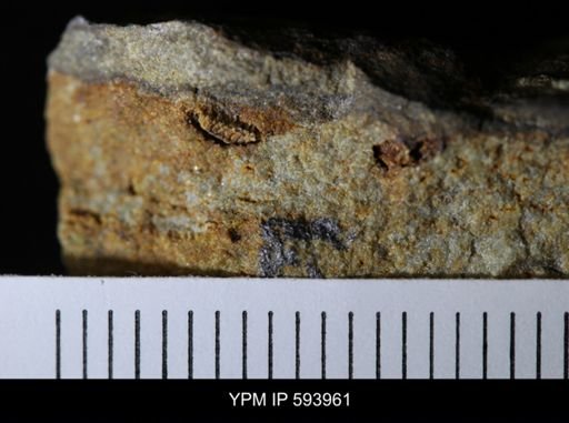 undet. Stelleroidea