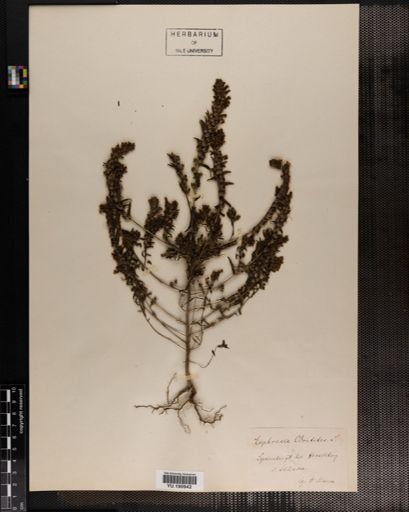 Plantae