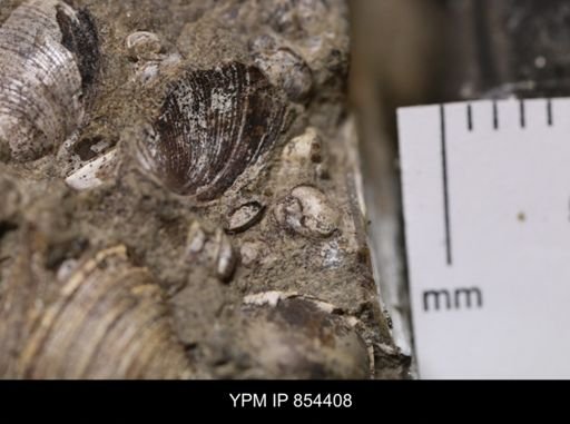 Protocardia sp.