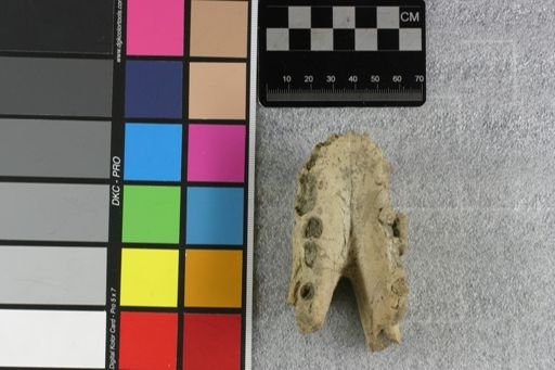 Archaeotherium clavum