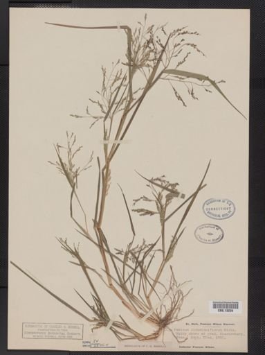 Panicum dichotomiflorum