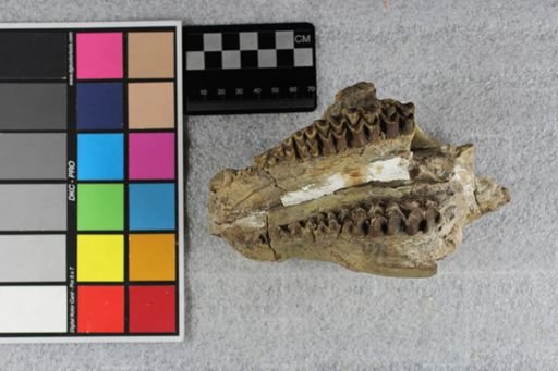 Paramerycoidodon major