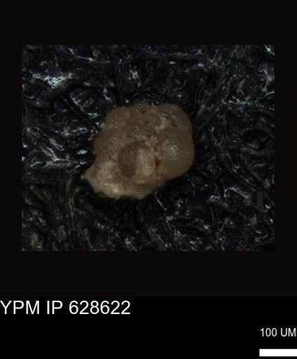 undet. Foraminiferida