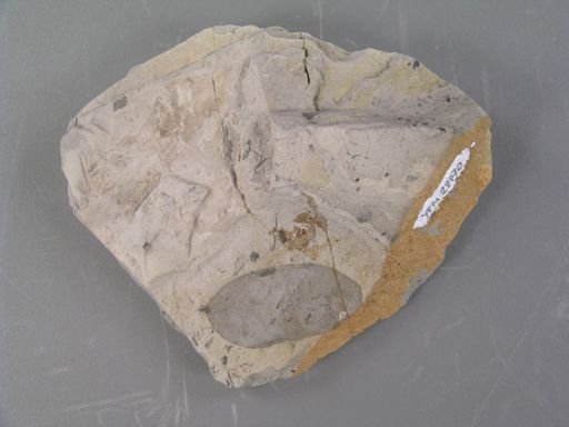 Cassia chrysocarpoides