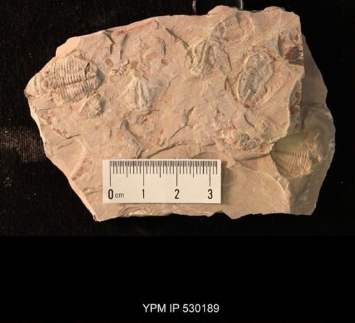 Elrathia kingi