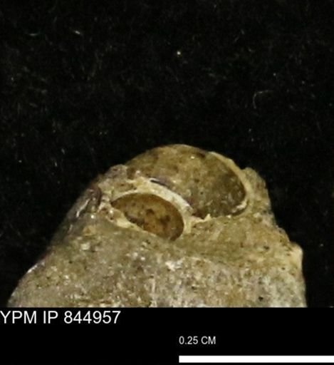 undet. Gastropoda