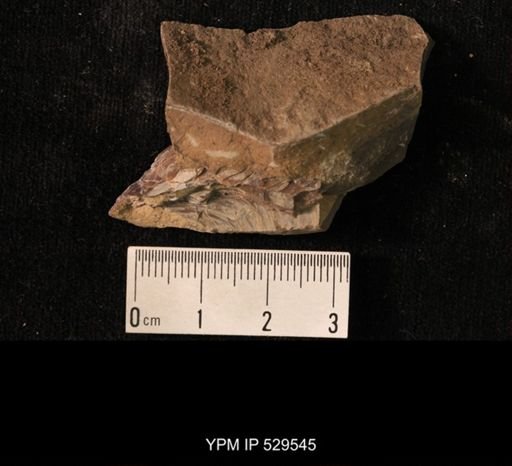 undet. Myidae