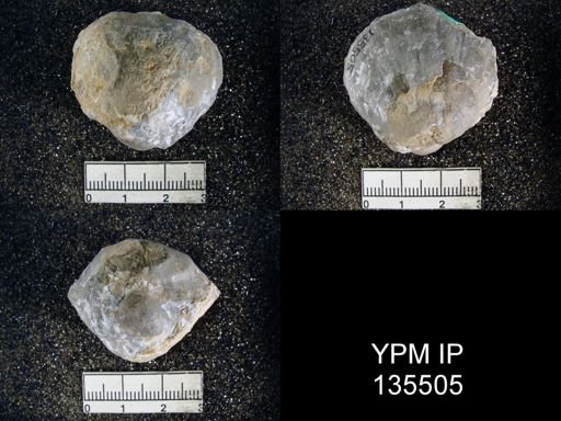 Orthotetina sp.